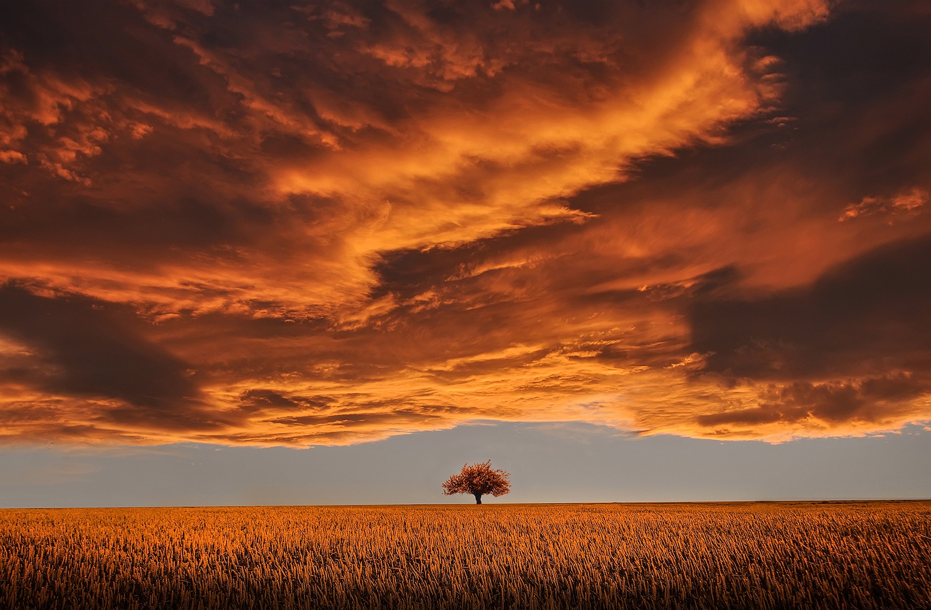 L’albero e la Bambina